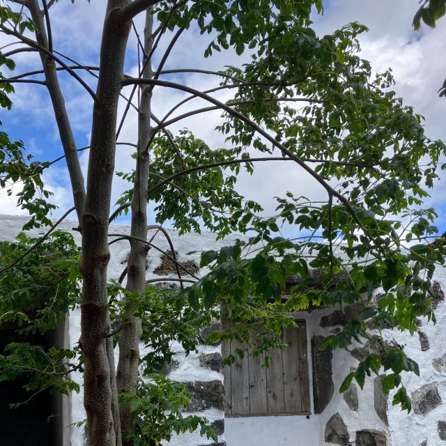 #jardimdascamelias #madalenadopico #picoisland #azoresislands #azores