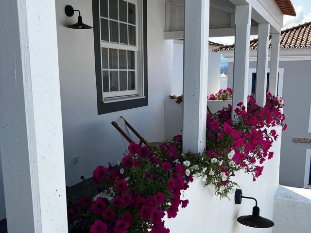 #jardimdascamelias #madalenadopico #picoisland #azoresislands #azores