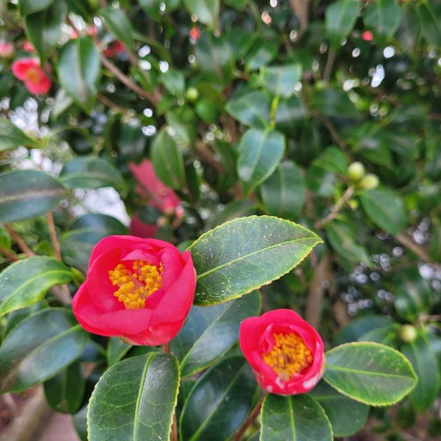 #jardimdascamelias #camellia #picomountain #madalenadopico #picoisland #azoresislands #azores