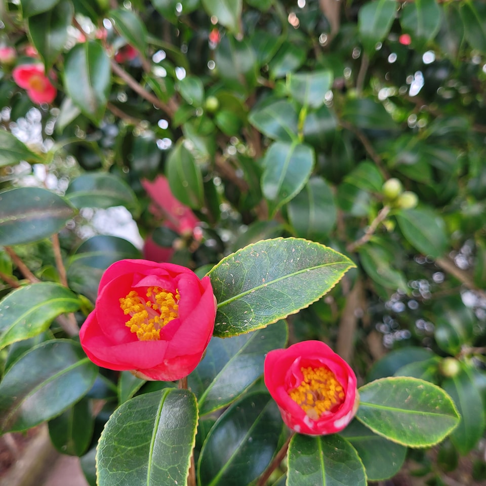 #jardimdascamelias #camellia #picomountain #madalenadopico #picoisland #azoresislands #azores