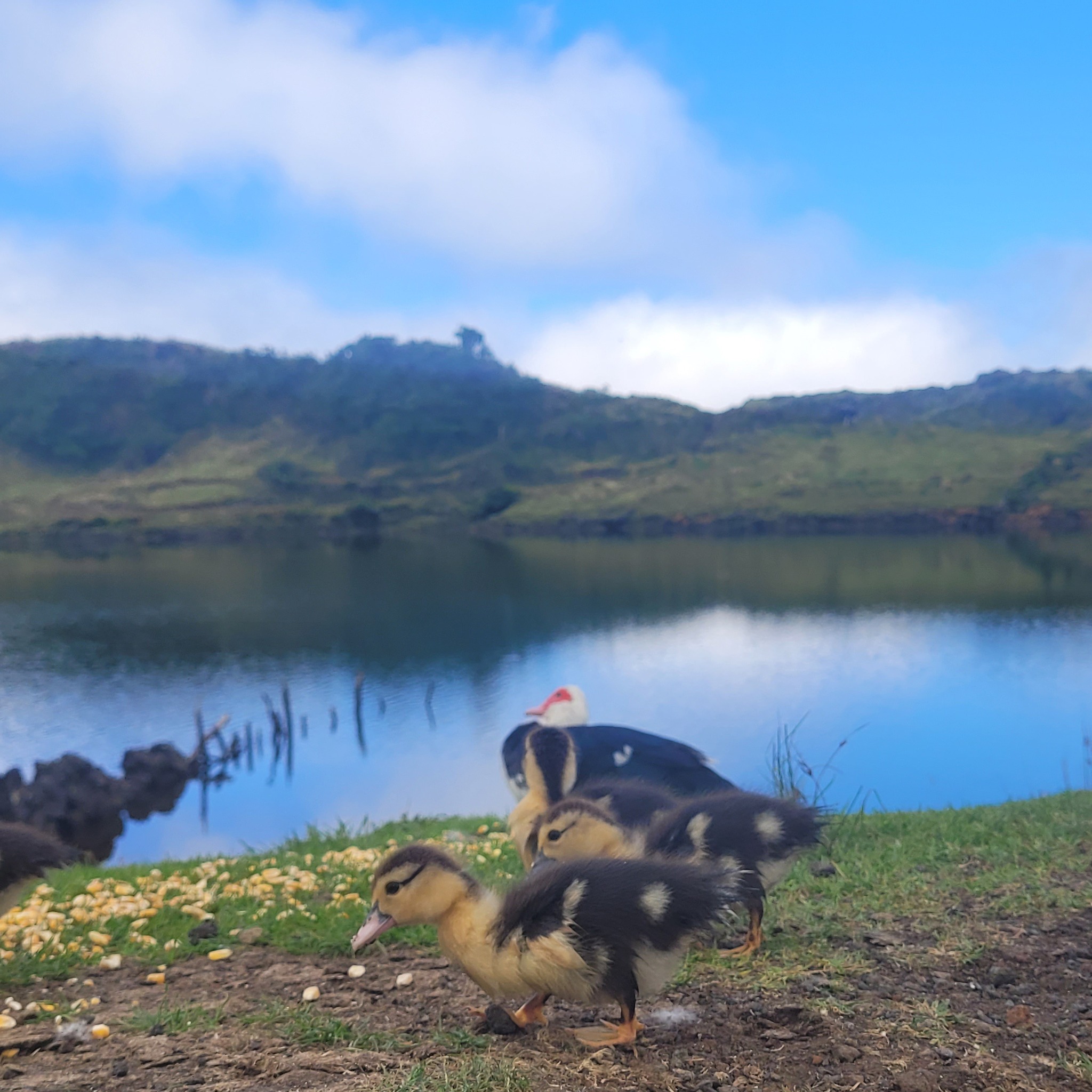 #lagoadocapitao #picomountain #picoisland #azoresislands #azores